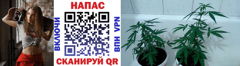 Купить где  Полярные Зори  Бошки марихуана сатива 